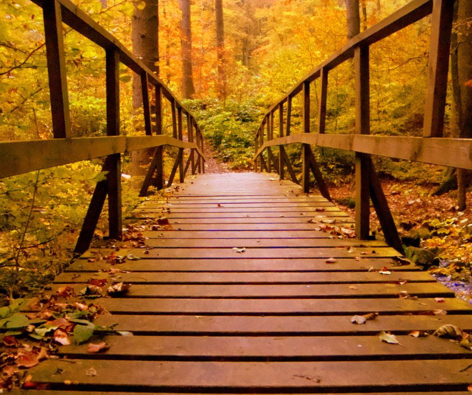 Eine Holzbrücke, die in einen Wald führt.