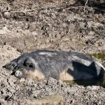 Ein schlafendes Wollschwein in einer Schlammkuhle.