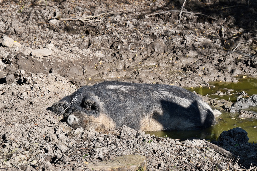 Ein schlafendes Wollschwein in einer Schlammkuhle.
